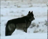black-wolf-howling-a.gif image by Silverfire2